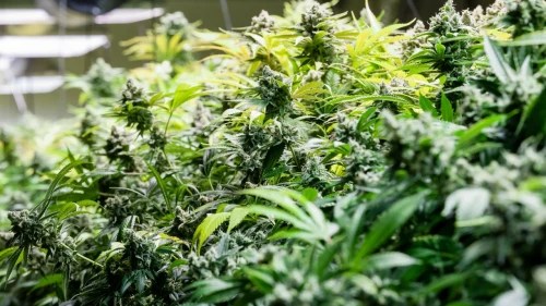 Sea of Green method • Ultimate Guide WeedSeedsExpress